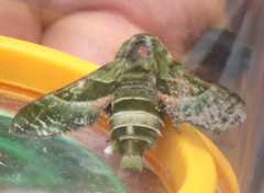 Proserpinus clarkiae