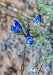 Lupinus pusillus