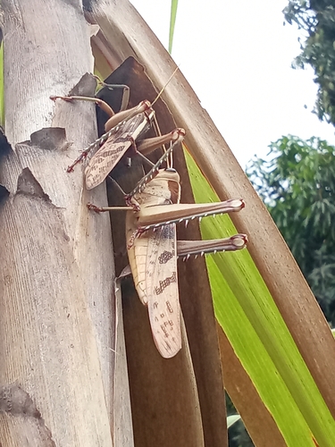 Garden Locust