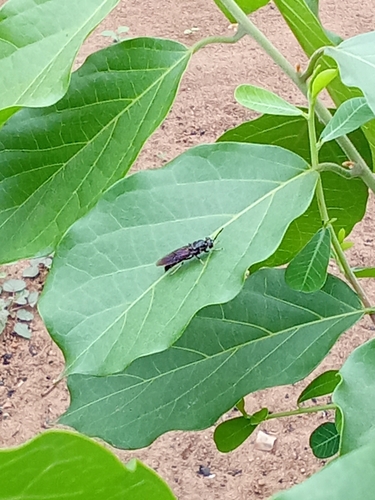 Black Soldier Fly