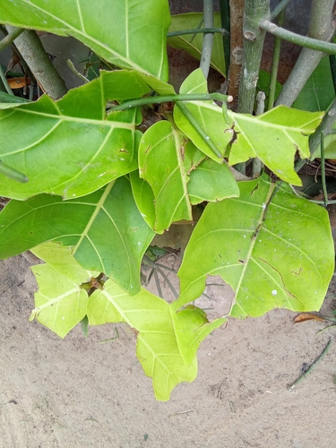 Giantleaf Fig