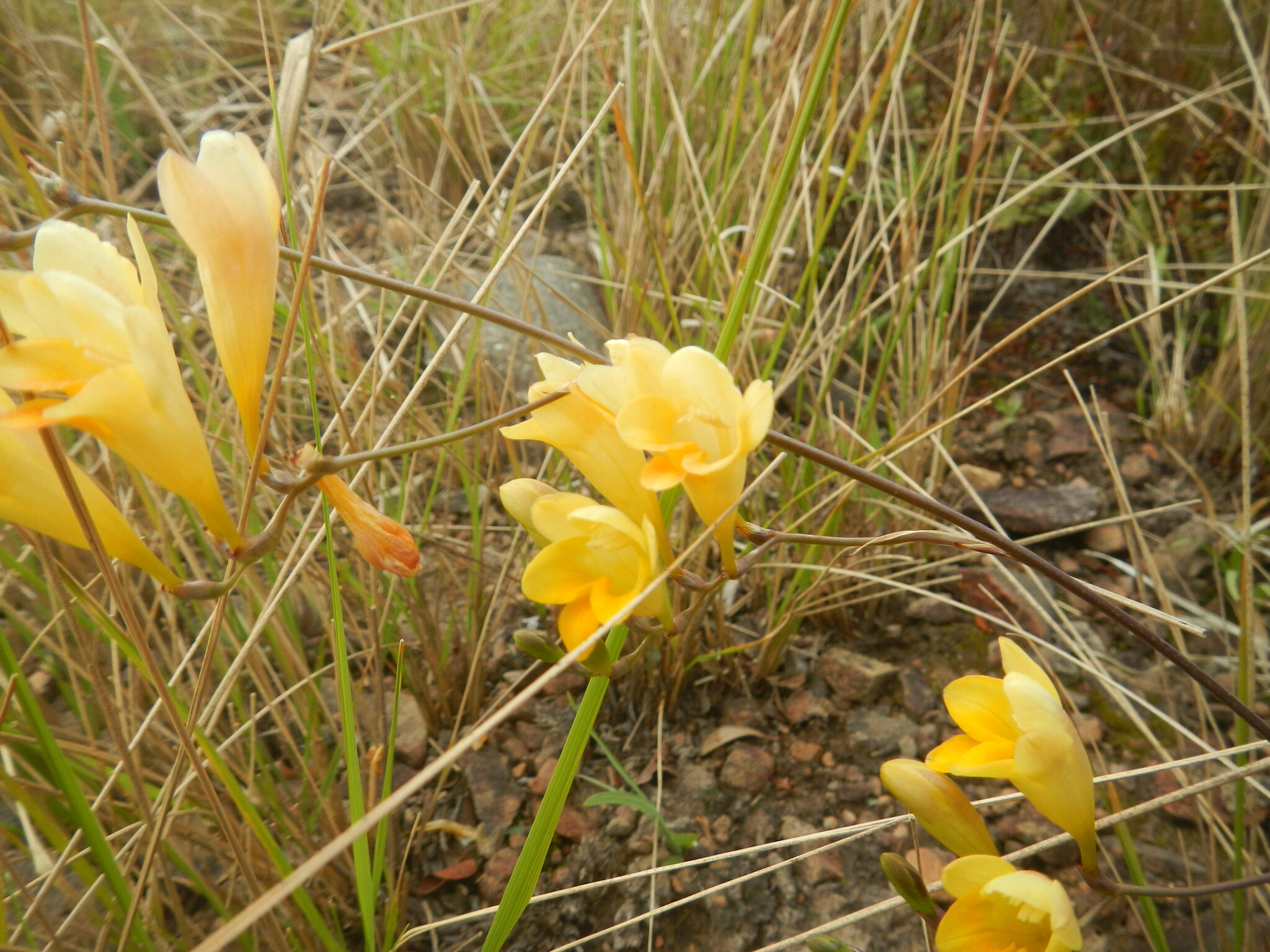 Imagem de freesia