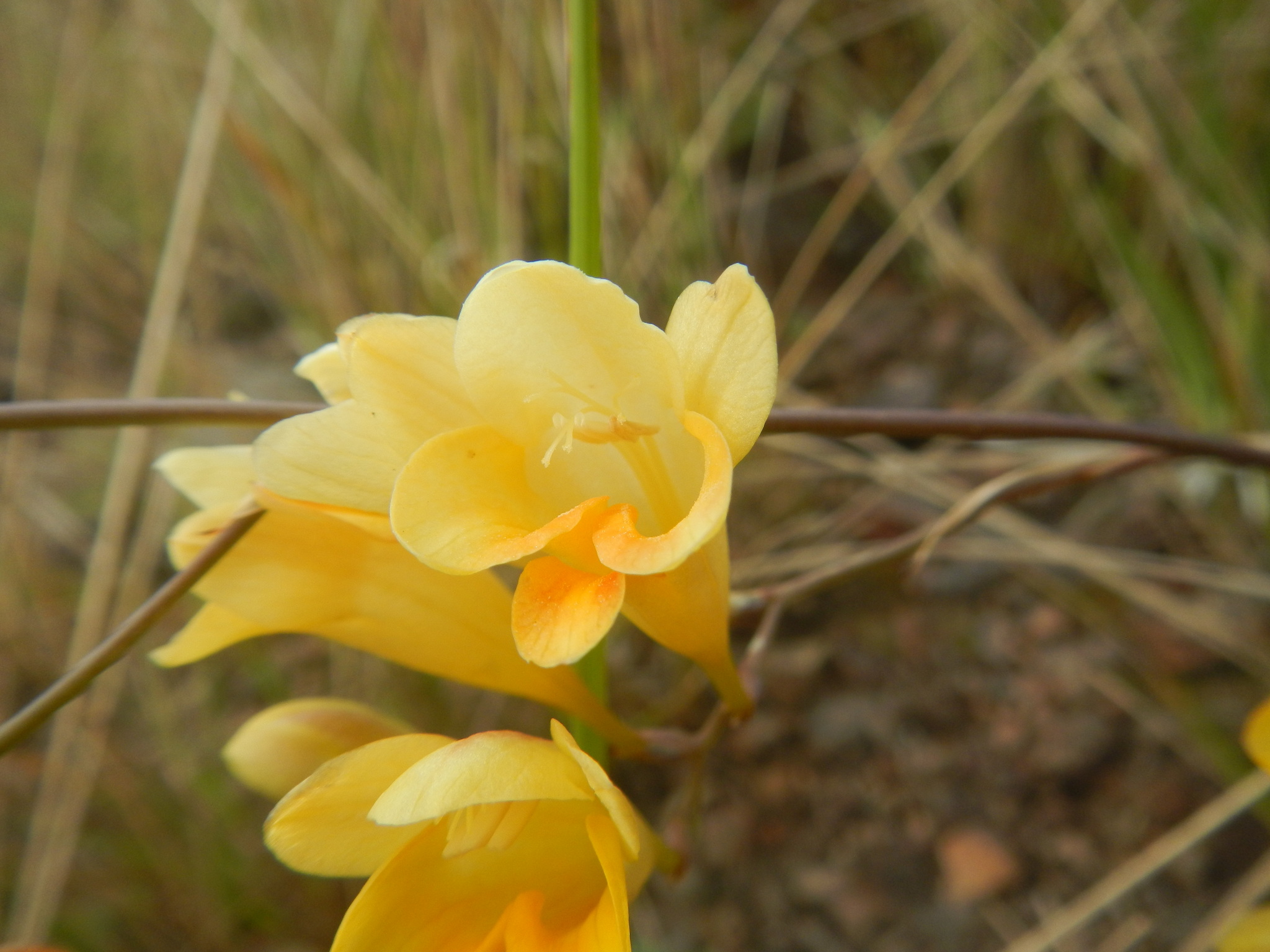 Imagem de freesia