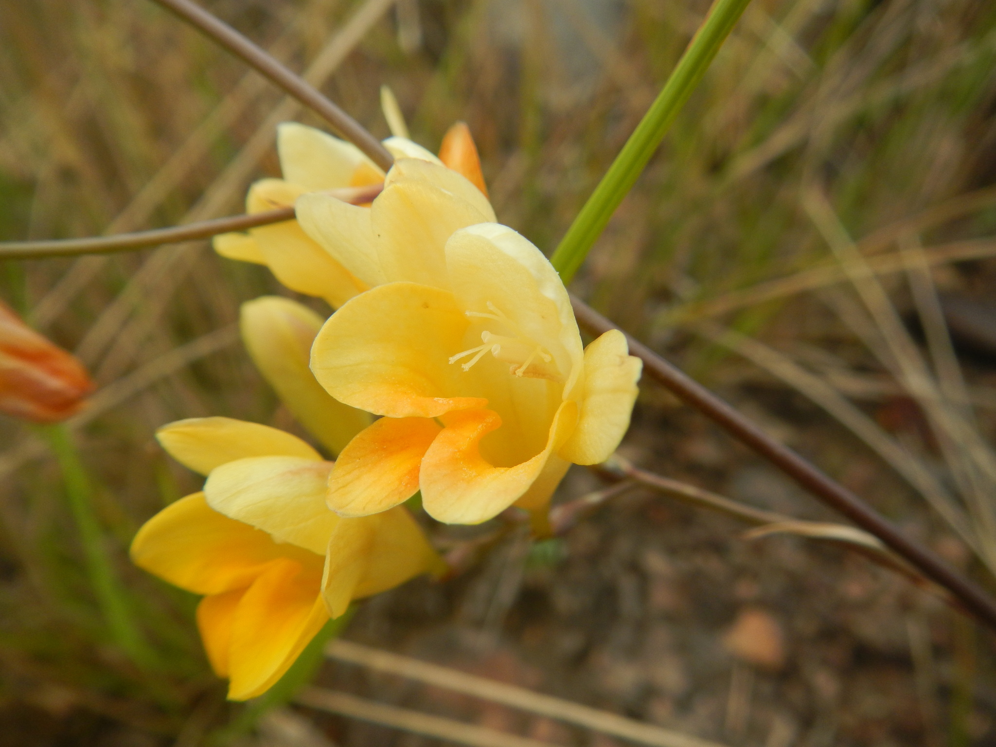 Imagem de freesia