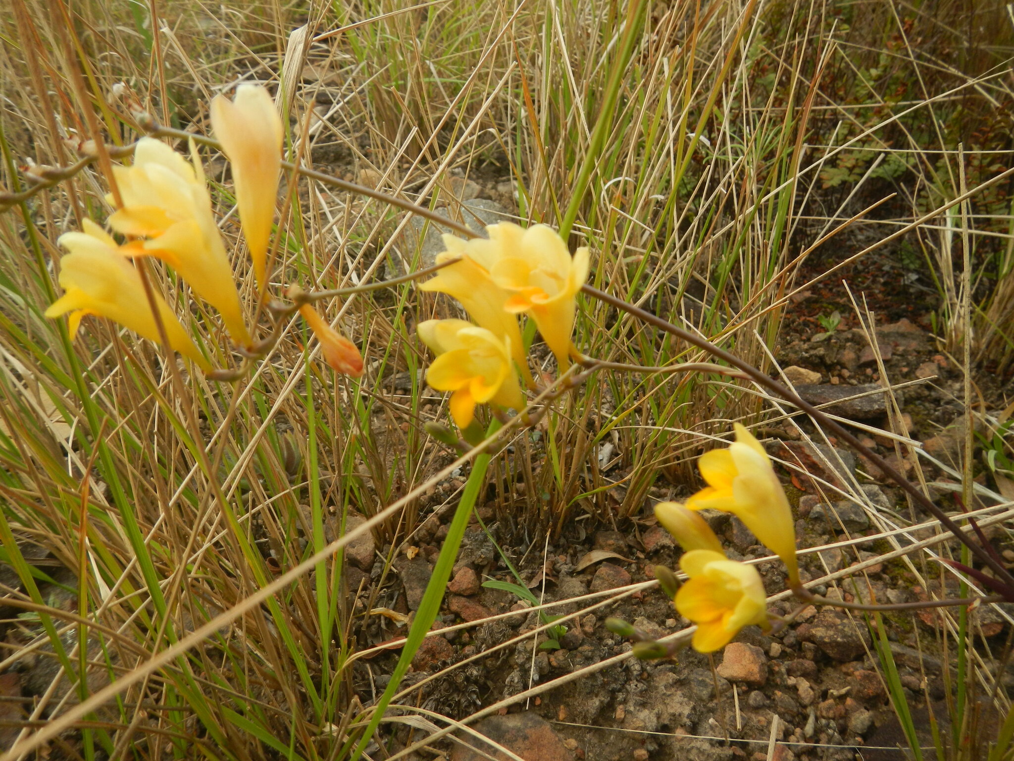Imagem de freesia
