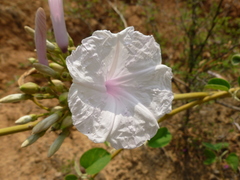 Ipomoea carnea