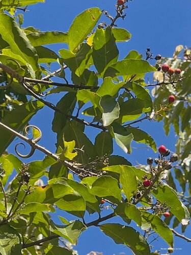 Durandea jenkinsii observed 2024-09-06