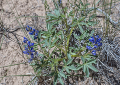 Lupinus pusillus
