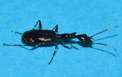 Odacanthina