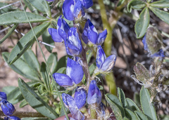 Lupinus pusillus