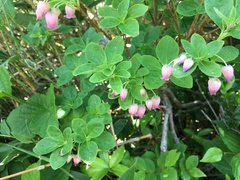 Rhododendron multiflorum
