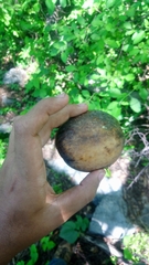 Crescentia alata