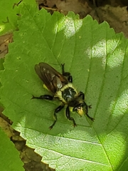 Laphria grossa