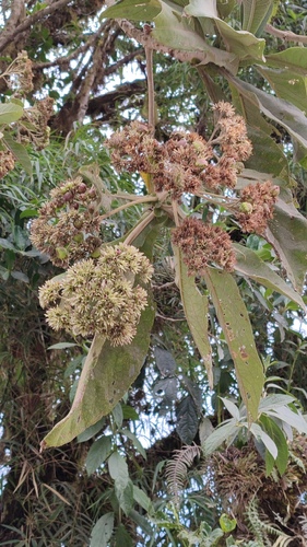 Polychaeta observed 2024-09-22