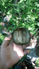Crescentia alata