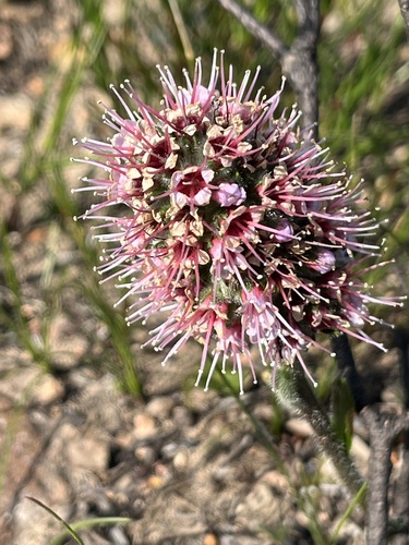 Image of Echiostachys ecklonianus by (c) Sean Privett, some rights reserved (CC BY-SA)
