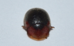 Pseudoryssomus
