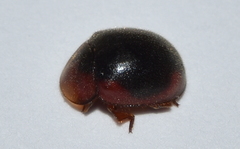 Pseudoryssomus