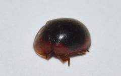 Pseudoryssomus