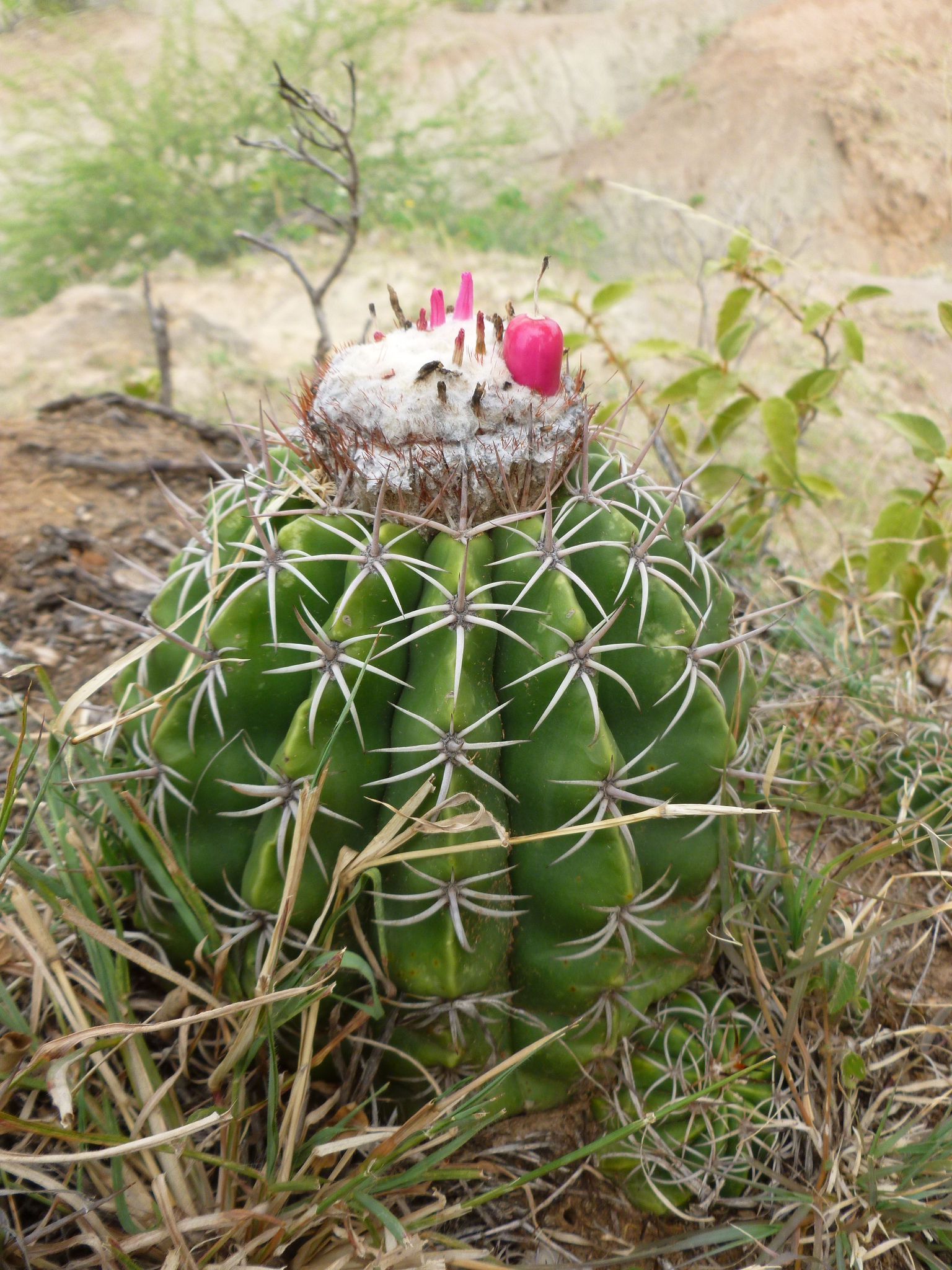 Melocactus curvispinus  iNaturalist