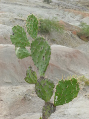 Opuntia elatior