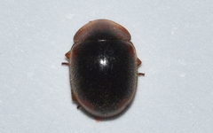 Pseudoryssomus
