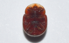 Pseudoryssomus