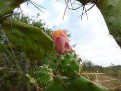 Opuntia elatior