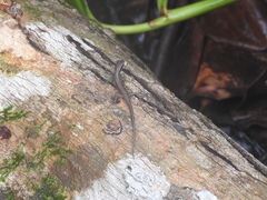 Emoia schmidti