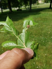 Dryocosmus quercusnotha