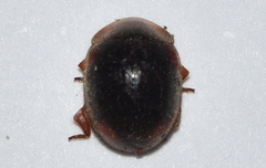 Pseudoryssomus