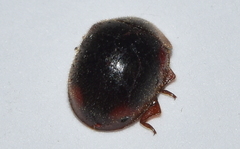 Pseudoryssomus