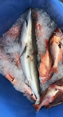 Carcharhinus brevipinna