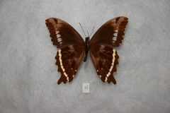 Papilio microps