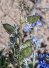 Lupinus pusillus
