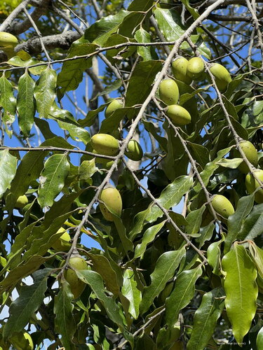 Diospyros macrocarpa observed 2024-09-06