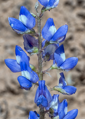 Lupinus pusillus