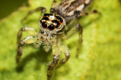 Salticidae