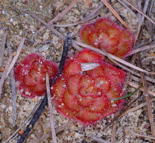 Image of Drosera zonaria by (c) Peter Crowcroft, some rights reserved (CC BY)