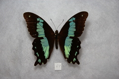 Papilio microps
