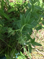 Lithospermum occidentale
