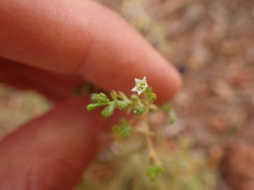 Image of Thesium divaricatum by (c) Franck Cabot, some rights reserved (CC BY)