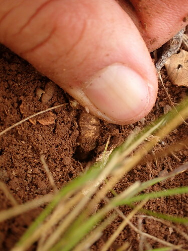 Image of Thesium divaricatum by (c) Franck Cabot, some rights reserved (CC BY)