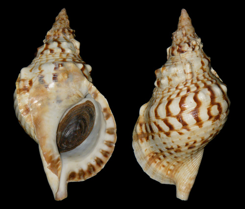Knobbed Triton Snail