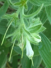 Lithospermum occidentale