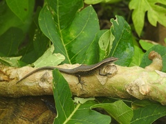 Emoia schmidti