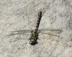 Ophiogomphus bison