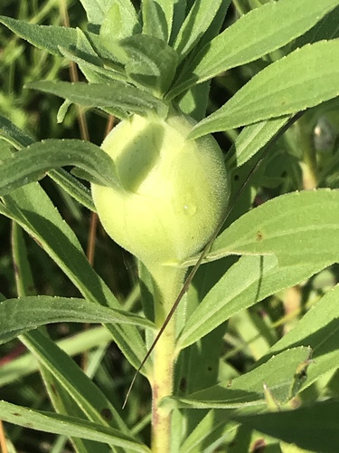 Goldenrod Gall Fly
