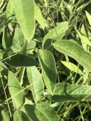 Desmodium illinoense