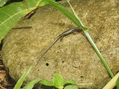 Emoia cyanura